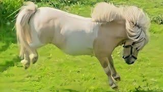 Heartwarming and Amazing Song from Tiny Ted the Shetland Pony️