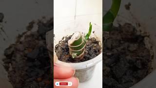 1 to 54 days update of Aglaonema plant cuttings#Gardening tips#Youtube shorts#Israt's Garden