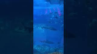 Dubai mall Aquarium  #dubaimallaquarium