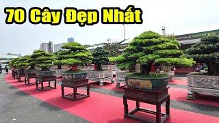 Ngắm 70 Cây Cảnh Đẹp Nhất Triển Lãm Hà Nội 2024 Mà Ngỡ Ngàng