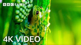 Breathtaking Nature in 4K | BBC Earth