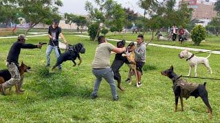 PERROS PODEROSOS coinciden en el mismo parque  ¿Cual se impone sobre todos? 