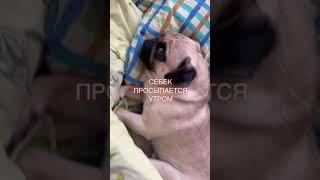 Я ХОЧУ КАКАТЬ СЕБЕК МОПС ПОДПИШИСЬ / SUBSCRIBE #shorts #tiktok #youtube