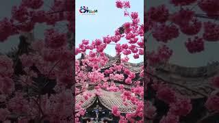 The romantic cherry blossoms that are unique to Xichang #BlossomsSichuan #flowers