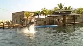 Swim with Dolphins in Dominican Republic