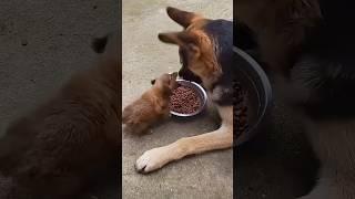 겁도 없이 밥그릇 앞에서 깽판 치는 아기 댕댕이 #shorts #animals #funny #강아지