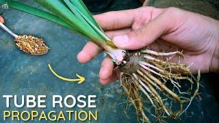 How to Grow Tuberose Plant? - Tuberose Propagation.!