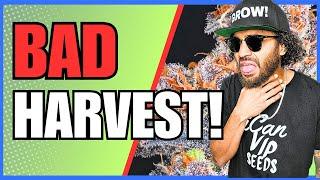 Home Growers Are RUNNING FROM These Shocking Harvest Techniques! 