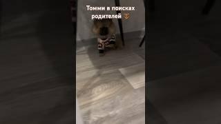 Шпиц Томми  #шпицмишка #шпиц #pomeranian #pomeranianpuppy #yorkie #yorkshire #йорк #йоркширский