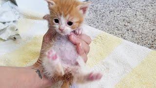 Tiny kitten goes from underweight to adorable and sweet