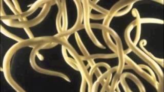 Period D - Marine Bio: Rise of The Nematodes