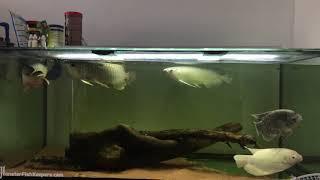 Arowana tank