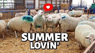 How We Breed Our Sheep in the Summer!  (OUT OF SEASON BREEDING):  Vlog 330