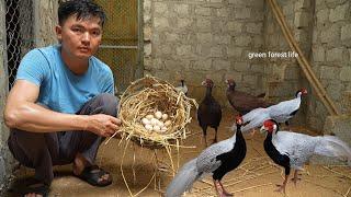 White pheasants lay eggs.  Build a house to raise pheasants. Robert | Green forest life