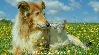 Pet Therapy - Over 24 Hours of Soothing Music for Cats & Dogs - Energy Healing for Pets