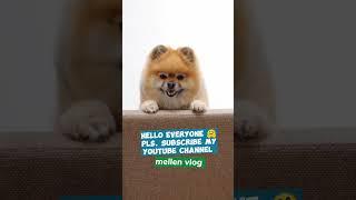 Cute puppies  #mellenvlog #dog #cutepet #shortsvideo #cute #puppy #cutepuppy #cutefunnydogs #2023