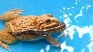 Warning Live Feeding! East Asian bullfrog eating water snake