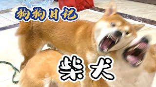 柴犬——小八嘎终于来喽！