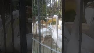 بحيرة البجع