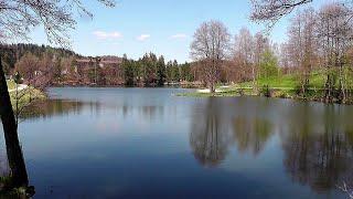 Dreiburgensee oder Rothauer See und ein kleiner Zaunkönig