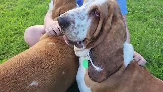 Basset hound demonstrates extraordinary agility