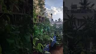 Garden glimpse  #shorts #youtube