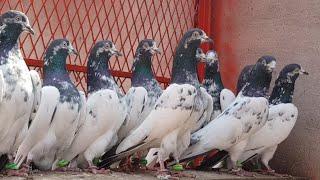 Ch Sakhi Muhammad Bhatti k Teddy Kabootar | Pure Teddy Pigeons | High Flying Teddy Pigeons