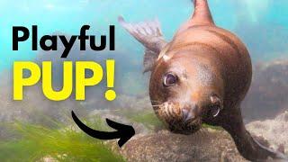 SEA LION PUPS Play Underwater at La Jolla Cove | Freediving | Canon R5