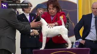 Fox Terriers (Smooth) | Breed Judging 2020