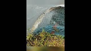 fishing, giant, fish, Giant fishing catching fish, with Phann Phuy Fishing