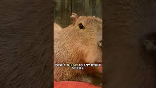 Capybara   The Friendliest Animal on Earth!