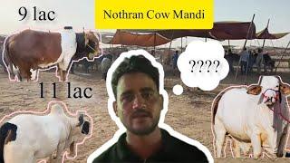 Nothran cow mandi | sunday update | #foryou #trending #viral #viralvideo