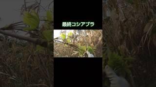 Chijimi with the last Koshiabura #MushroomMaster #SpringMountainVegetables #Koshiabura #Chijimi