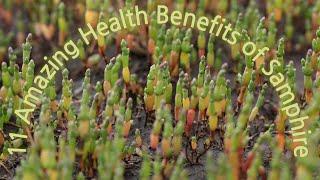 11 Amazing Health Benefits of Samphire