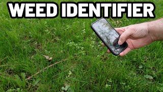 Easily Identify Weeds in Your Yard in SECONDS