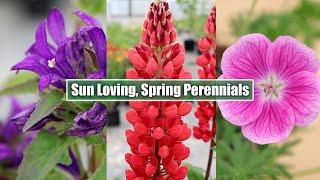 May Blossoms: Meet 8 Stunning Sun-Loving Perennials in Full Bloom!