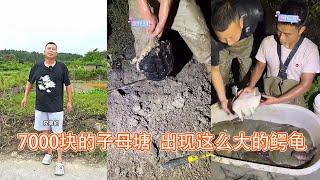 7000块的子母塘，没想到出现这么大的鳄龟 【在养殖场安全，请大家不要模仿】