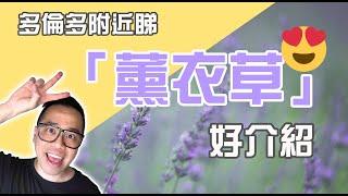 【加拿大】睇「薰衣草」有平有貴有免費 加拿大多倫多地區附近薰衣草田介紹 #多倫多 #多倫多生活