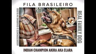 Fila Brasileiro Aggressiveness