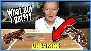 UNBOXING MYSTERY SNAKES! - Welcoming NEW SNAKES to the Reptile Room 2019