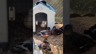 Kinda rude of Maple & Mr. Whip to block the door too #DunkinDucks #MrWhip #Ducks #PetDucks #Farm