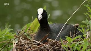 Natur in der Millionenstadt #tiere #hamburg #germany #nature #animals