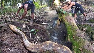 It turned out that a huge python snake was found when the river water soil |SNAKE|MONSTER