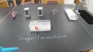 Sugar Fermentation by Bacteria - Microbiology