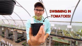 Top 5 Most PRODUCTIVE Tomato Varieties To Add To Your Garden