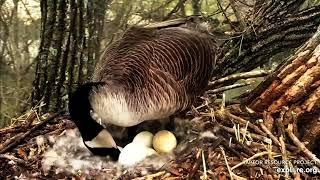 Explore.org Decorah Goose Cam: NO messing with Madam Goose! 20 & 22 Apr 2023