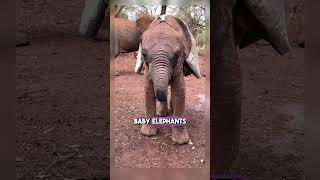 8 Animal Facts That Will Expand Your Knowledge!