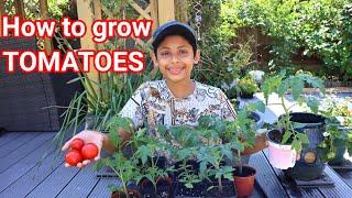 Step by Step : Tomato Growing | How To Grow Tomatoes From Fresh Seeds