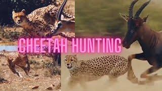 Cheetah Hunting Prey | Antelope, wildebeest,  gazelle | @SUSANKAMARU