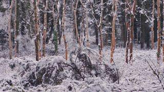 Snowy Trees Background (No Sound) — 4K UHD Relaxing, Gentle, Calming Snowy Winter Forest